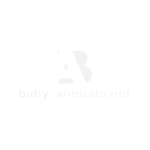 baby-animals
